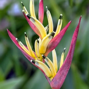 Heliconia Psittacorum Flower