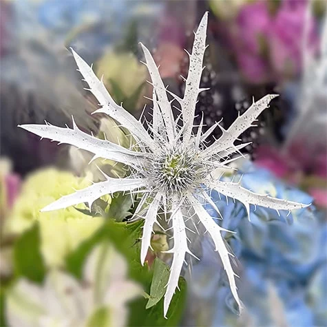 Eryngium alpinum flower