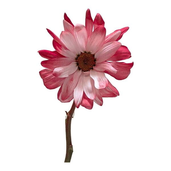 POM Daisy on a white background