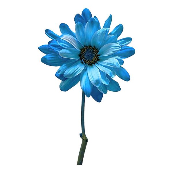 POM Daisy on a white background