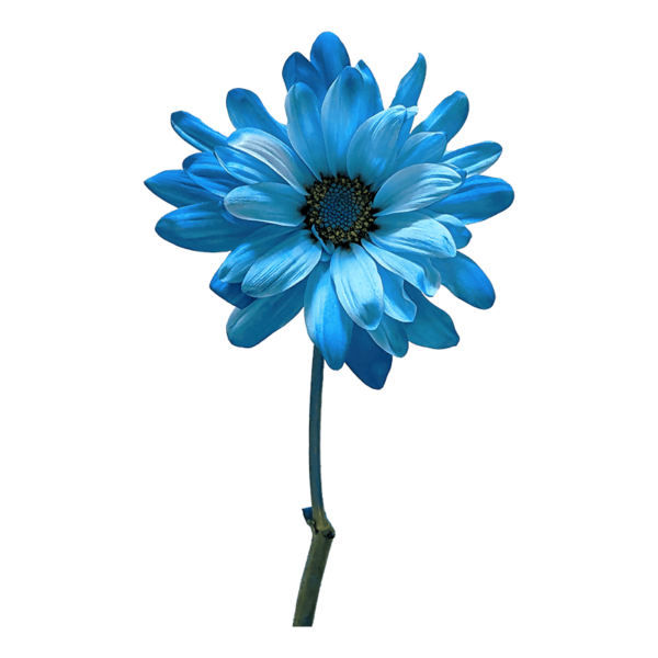 POM Daisy with transparent (no) background