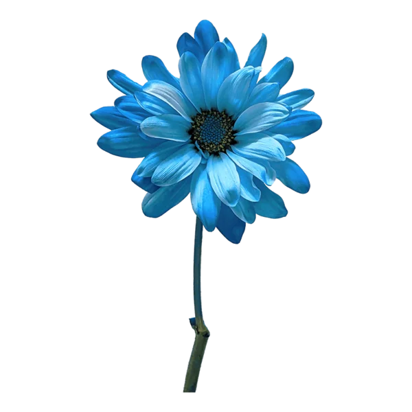 POM Daisy with transparent (no) background