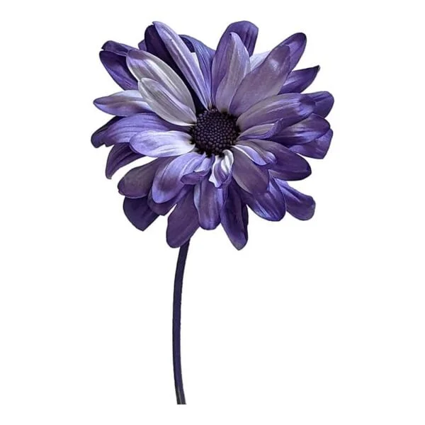 POM Daisy on a white background