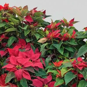 Poinsettia Plants