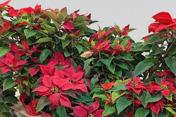 Poinsettia Plants