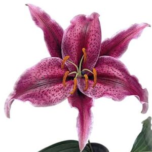 Pink Oriental Lily on a white background