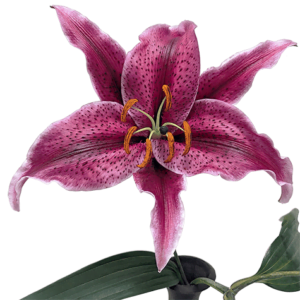 Pink Oriental Lily on transparent (no) background