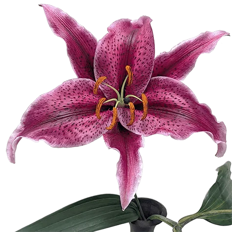 Pink Oriental Lily on transparent (no) background