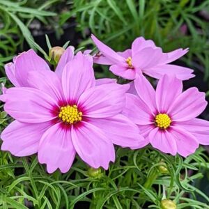 Pink Cosmos plant