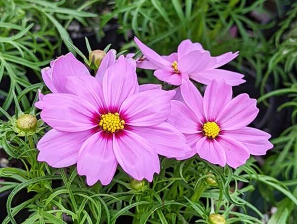 Pink Cosmos plant