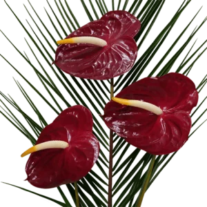 Anthurium flowers on a transparent (no) background