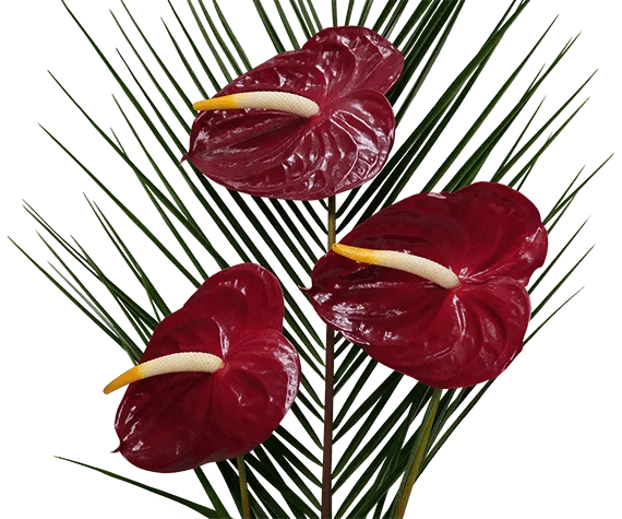Anthurium flowers on a transparent (no) background