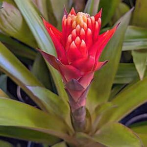 Guzmania Conifera plant