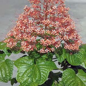 Clerodendrum paniculatum (Pagoda Flower)