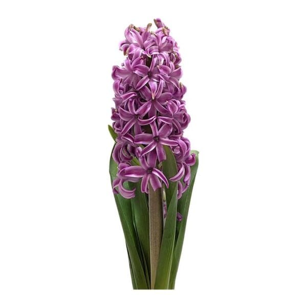 Hyacinth plant on a white background