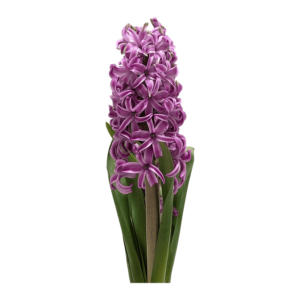 Hyacinth plant on transparent (no) background