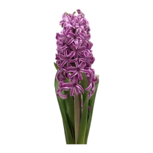 Hyacinth plant on transparent (no) background
