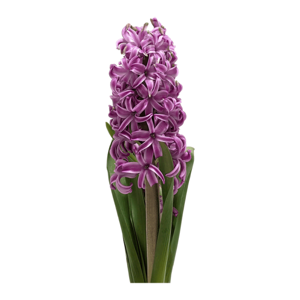 Hyacinth plant on transparent (no) background