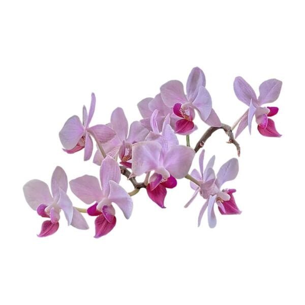 Orchids on a white background