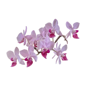 Orchids on transparent (no) background