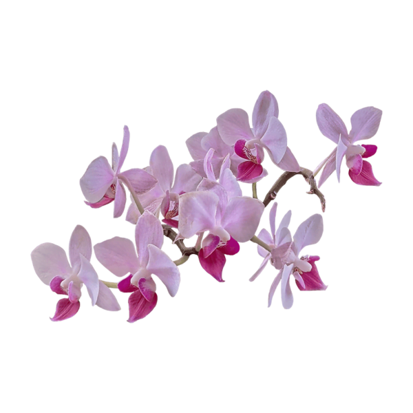 Orchids on transparent (no) background