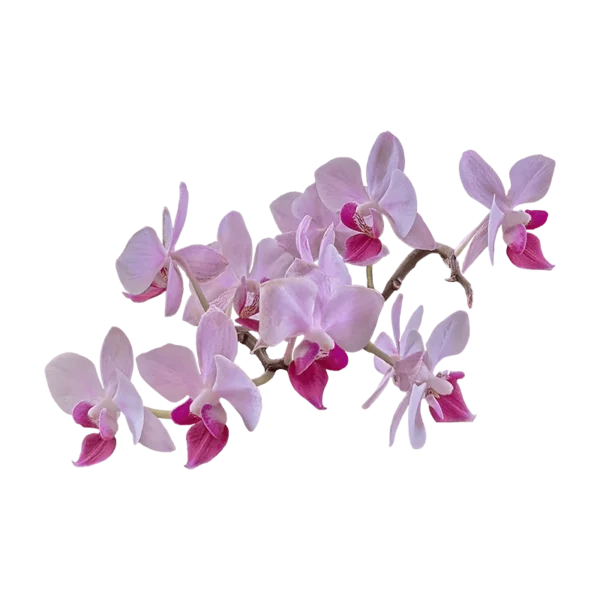 Orchids on transparent (no) background