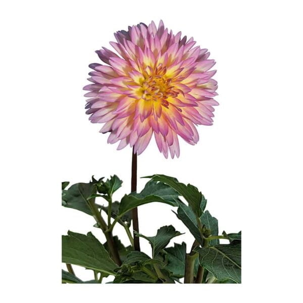 Dahlia flower on a white background