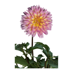 Dahlia flower on a transparent (no) background