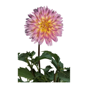 Dahlia flower on a transparent (no) background