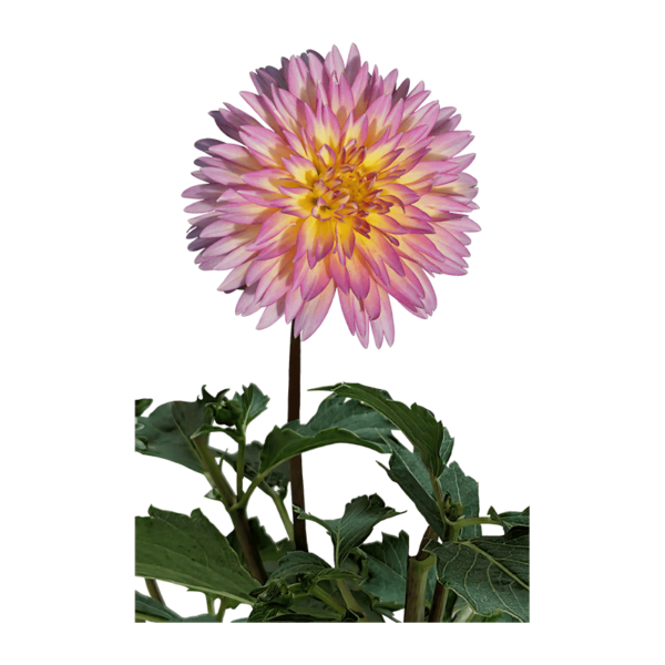 Dahlia flower on a transparent (no) background