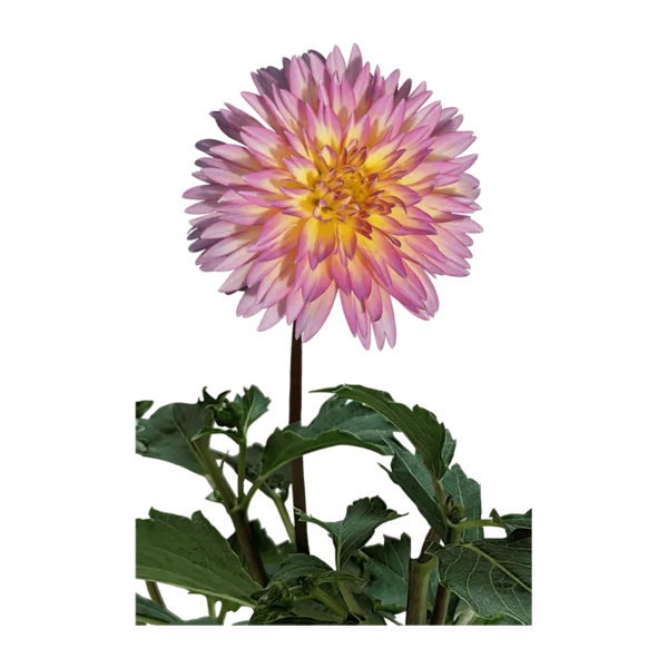 Dahlia flower on a transparent (no) background