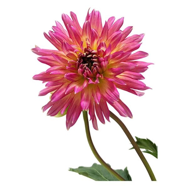 Dahlia flower on a white background