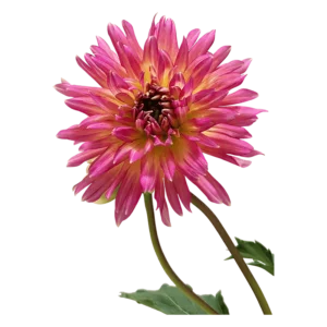 Dahlia flower on a transparent (no) background