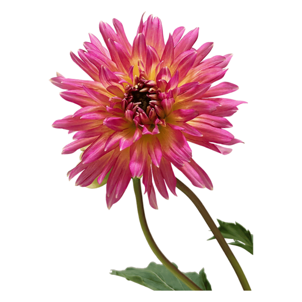 Dahlia flower on a transparent (no) background