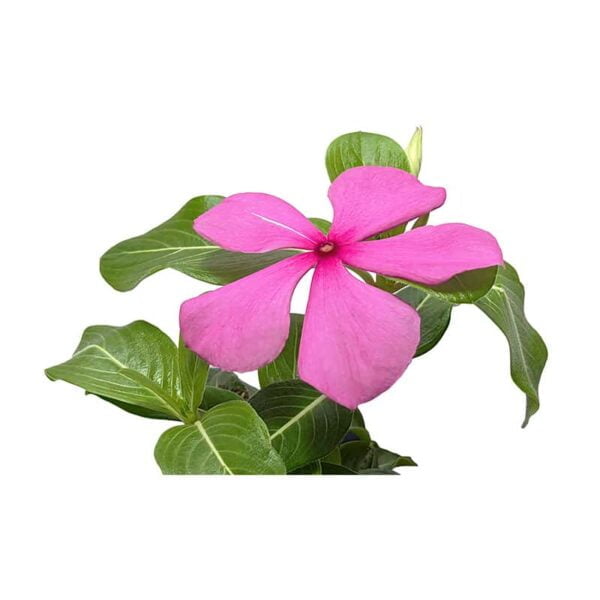 Catharanthus roseus flower on a white background