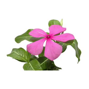 Catharanthus roseus flower on a transparent (no) background
