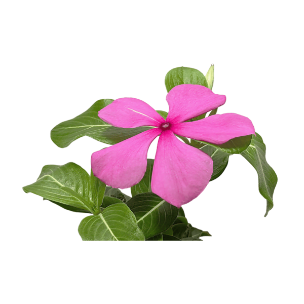 Catharanthus roseus flower on a transparent (no) background