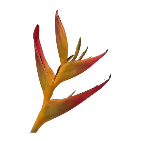 Heliconia psittacorum flower on a white background