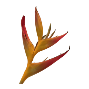 Heliconia psittacorum flower on a transparent (no) background