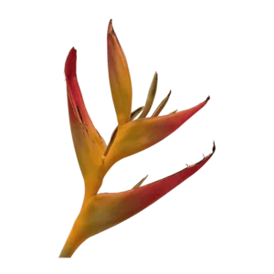 Heliconia psittacorum flower on a transparent (no) background