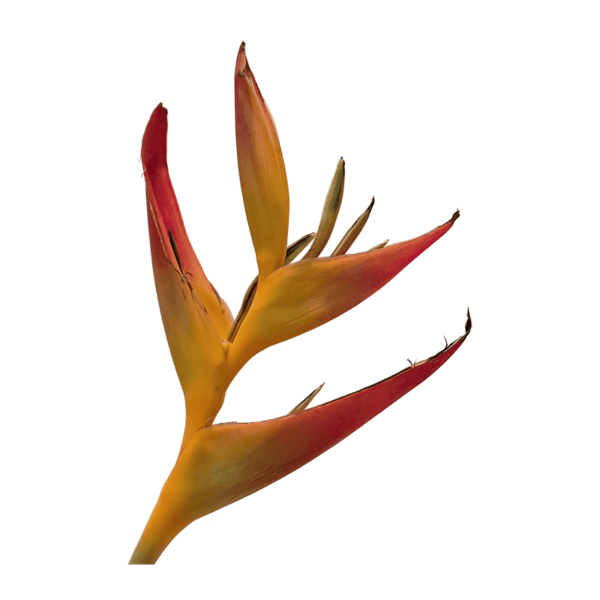 Heliconia psittacorum flower on a transparent (no) background