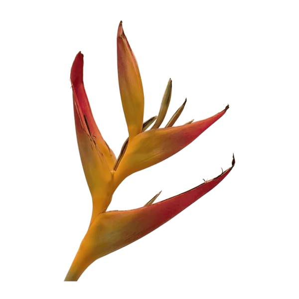 Heliconia psittacorum flower on a transparent (no) background
