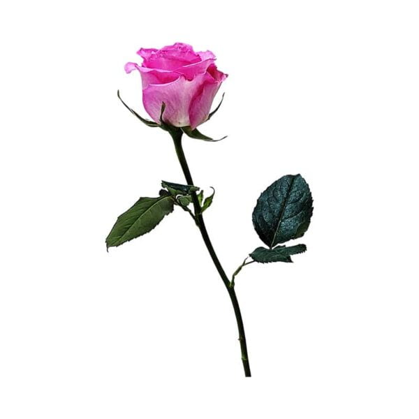 Pink rose on a white background