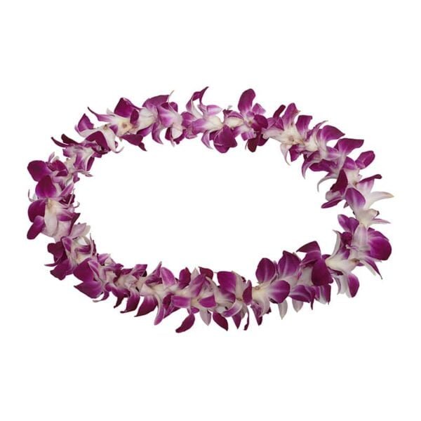 Hawaiian orchid lei on a white background