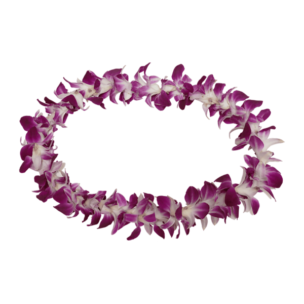 Hawaiian orchid lei on a transparent (no) background