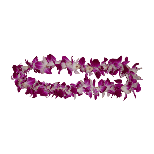 Hawaiian orchid lei on a transparent (no) background