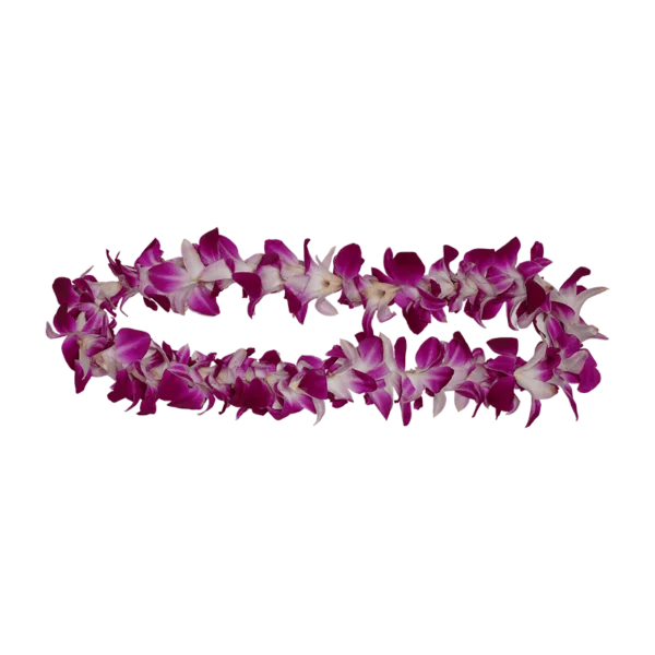Hawaiian orchid lei on a transparent (no) background