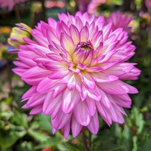 Dahlia flower