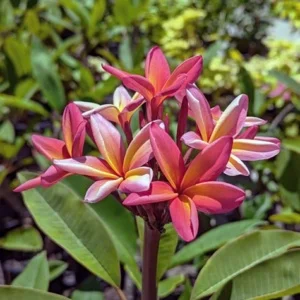 Plumeria rubra (Frangipani) flower