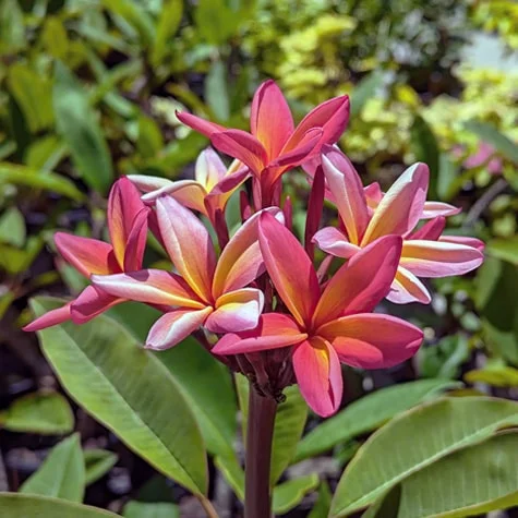 Plumeria rubra (Frangipani) flower